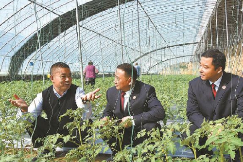  全國(guó)人大代表陳保超：“番茄書(shū)記”的致富路